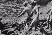 日本が絶滅させた「独島アシカ」の痕跡を発見…韓国人「1990年代に絶滅したのに日本のせい？」