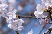 海外「こんな天国に行きたい！」 日本の奈良公園で桜と共にリラックスする鹿たちが話題