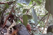 海外「びっくり！」捕食者が近づいたのを察知して毒イモムシに擬態する鳥のヒナが海外で話題に