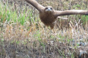 可愛い母ちゃんが庭にいたのでご飯を食べさせようとしたら… 海外の反応