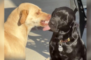 【海外】「社交不安な犬、愛情たっぷりの新しい仲間を受け入れる成長ストーリー」