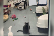 【海外】ずっと同じ場所で待つ猫、家族が帰ってくるのを夢見ている！