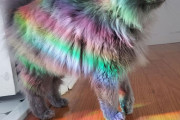 外国人「うちの猫が強者のオーラを纏ってるので見てくれｗｗｗｗ」