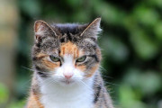 ペットの老猫を追い出そうとした同居の婚約者男性の娘（妊娠中）に怒りが収まらず、2人を家から追い出した女性