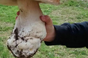 食い物ガチャで大当たりを引いた外国人 どんな確率なんだよ…Part2