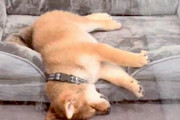 海外「かわいいなぁ…」柴犬の謎の習性に共感する外国人たち（海外の反応）