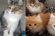 【海外】「空きアパートで迷子の猫と子猫たちを発見！急いで救助に向かう」