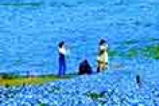 海外「この色は日本しか見れない！」 ひたち海浜公園の幻想的なネモフィラにうっとり