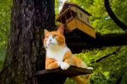 【海外】おしゃれな猫専用ツリーハウス！可愛い小さな煙突とポーチが話題に！飼い主が語る愛猫のための夢のアウトドア空間の作り方