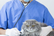 愛猫を救うため、自分が勤務する人間の病院施設を無断利用し治療した医師