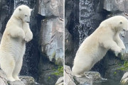 シロクマが水に飛びこむダイブスタイルがかわいすぎた