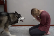 泣いている飼い主さんを慰める、と思ったら逃げ出しちゃうハスキー。撮影の裏側も公開！