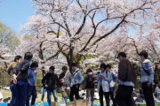 中国人「日本で和服を着て花見をしている人はほとんど中国人」　中国の反応