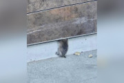 【海外】スポーツアリーナのスタッフが壁の中に子動物を発見！さらに驚きの事実が…