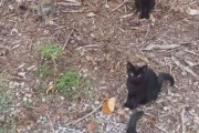外国人「現実でウォーリーを探せ状態になった写真を見せていく！」Part2