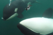 【海外】人間に贈り物をする野生のシャチ、その謎に迫る！