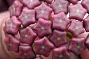 外国人「ユニークすぎて異世界かと思った世界の植物を見せていく！」