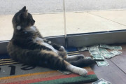 現金を手に入れてくる会社の保護猫。会社で決定したその使い道が素敵だった