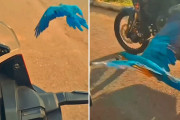 おいらも助太刀するぜ！美しいコンゴウインコが2人の警察官のバイクパトロールに同行