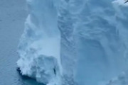 【初の映像】皇帝ペンギンのヒナが初泳ぎする様子をカメラが捉えた