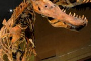 マプサウルス一味とアルヘンティノサウルス「カメラマンがこれを見て撮影しているところを想像してみてください」「私は恐竜が大好きです」海外の反応