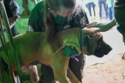 海外「犬肉離れが進んでいる韓国、文明的になってきてると褒めたい」