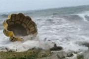【韓国の反応】台風に飛ばされた日本の巨匠、草間の「カボチャ」海にごろごろ…韓国の反応「オリンピックが終わって嵐が来るなんて。環境汚染だ。」