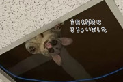 今日もきちゃった！天井から授業を聞きに来る向学心旺盛のポッサム