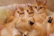 無防備な姿でスヤスヤ♪遊び疲れた子猫たちのお昼寝風景が可愛すぎる！
