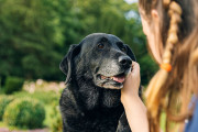 【海外】シニア犬のための長生き薬、ついにFDAの重要な承認ゲットしたよ！