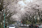 韓国人「ソメイヨシノは抜いて韓国産の王桜に植え替えよう」「桜はもともと済州の品種…」