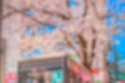 日本の街中の、電話ボックスと満開の桜が並ぶ光景→海外「うわぁ～」「アニメのワンシーンのようだ」「日本の桜の季節は魔法のような期間」
