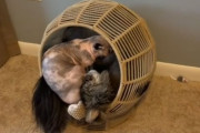 モフモフとスベスベが合体。メインクーンとスフィンクスが仲良く寄り添うお宝映像