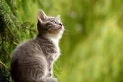 氷の下のコイを狙う猫「猫は冷凍食品がお好き？」「見たら元気になったw」海外の反応