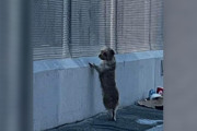 【海外】「迷い犬が1ヶ月間家族を探し続けた結果、幸せな新しい人生を見つける！」