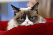 飼い猫、都市封鎖で人間に嫌気を差すように　豪研究で判明