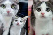 【海外】「外で不安な生活を送っていた母猫と唯一の子猫が、ついに幸せな生活を手に入れた物語」