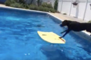 プールに投げ込まれたボールをボードを見事に操って取りに行く凄いワンちゃんの映像