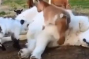 大きな犬を踏み台にしてすくすく育つよ子ヤギたち