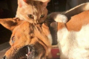 「マスター・アサシン」カプッ！首筋を猫に噛まれた犬の表情がネットで話題に