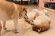 海外「よくわかんないけど人気」２匹の柴犬が謎の攻防を繰り返す動画が何故か話題　海外の反応
