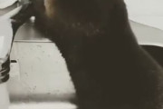 海外「これはとても癒される行動だなw」日本人が飼っているペットのとある器用で賢すぎる行動に外国人もビックリ【海外の反応】