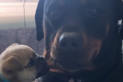 タプタプな二重アゴで遊ぶ子犬と、我慢強く付き合ってあげるお姉ちゃん犬