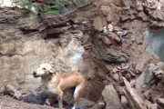 がれきの下敷きになった子犬達。母犬がレスキュー隊と共に救出活動する姿に感動！（インド）