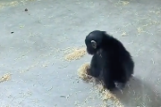 自分の部屋を掃除するチンパンジーの赤ちゃん