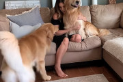 別の犬に愛情が注がれていたらどんな反応をするのか？超嫉妬深いゴールデン・レトリバーに試してみた結果…！
