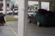 どでかいアシカが車の上で( ˘ω˘)ｽﾔｧ…魚でおびき寄せ、助けも借り、港まで誘導してあげる所有者の男性が話題に！