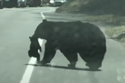 母熊🐻「車道の向こう側渡るわよ！！」子熊ABCD🧸「はーい！！」子育て熊大苦戦！その影響で交通もストップ！