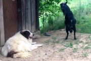ヤギ「僕と遊んで！」犬「（#^ω^）」角を押し付けたりジャンプしたり…犬と遊びたいけど逆に困らせてしまう黒ヤギ