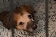 【海外】恐怖で心を閉ざしていた里親犬が人間に再び愛を示す瞬間とは？